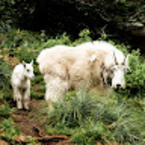 Meet your Posher, Hunter